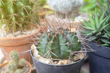 Pot, succulents veya cactu küçük kaktüs