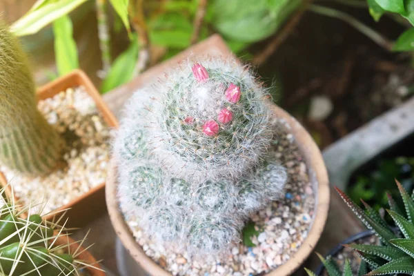 Fleurs Cactus Pot Succulents Cactu — Photo