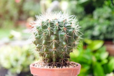 Kaktüs pot, succulents veya cactu