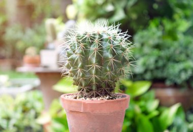 Kaktüs pot, succulents veya cactu