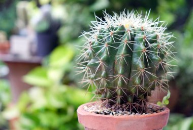 Kaktüs pot, succulents veya cactu