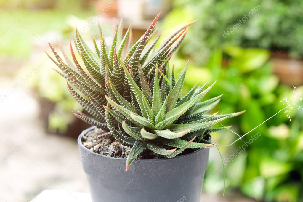 Small cactus in pot, succulents or cactu