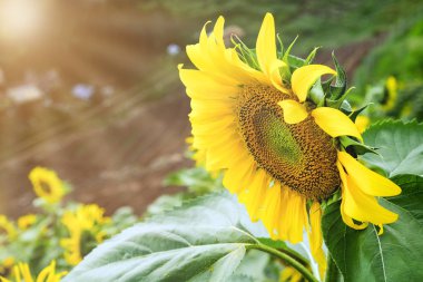 Ayçiçeği garde içinde yakın çekim