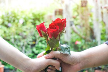 Arkasından kırmızı gül tutan adam. Sevgililer günü Hediyelik konsepti