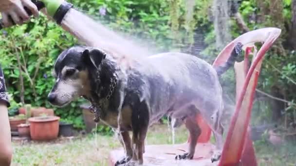 Perro Tomando Una Ducha Con Champú Agua Aire Libre — Vídeos de Stock