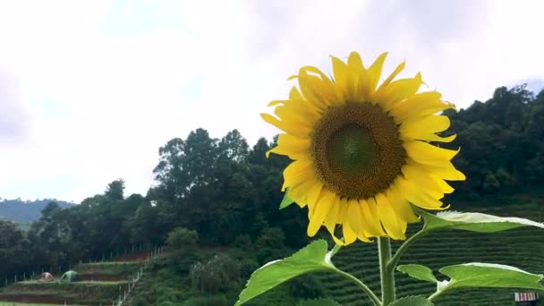 Beautiful Yellow Sunflowers Field — Stock Video