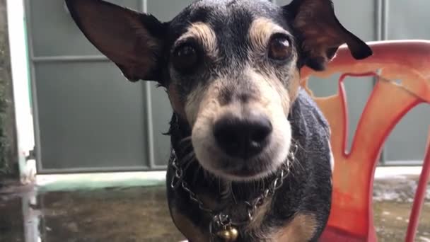 Perro Feliz Silla Roja — Vídeo de stock