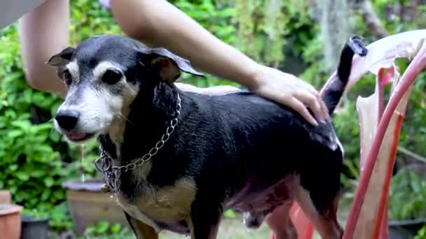 Hund Som Tar Dusch Med Schampo Och Vatten Utomhus — Stockvideo