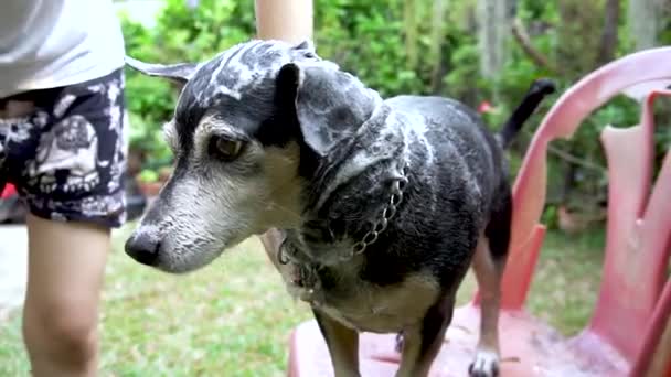 屋外シャンプーと水でシャワーを浴びている犬 — ストック動画