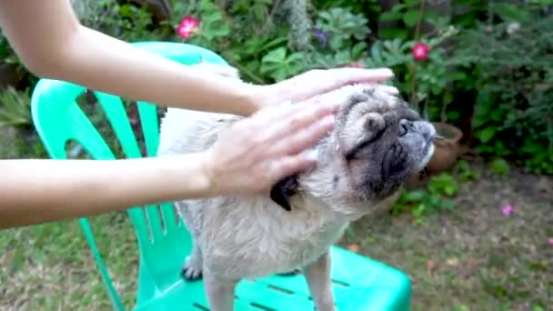 Roztomilý Mops Pes Sprše Šamponem Vody Přírodě — Stock video