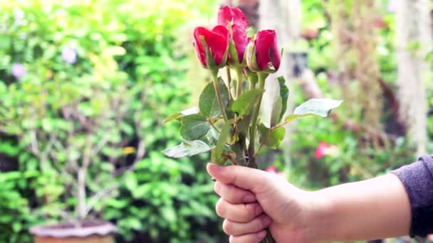 Hand Eines Mannes Der Einer Frau Eine Rote Rose Schenkt — Stockvideo