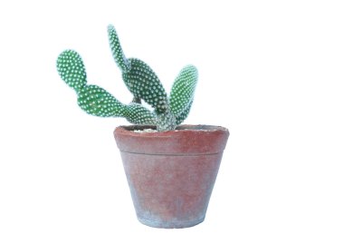 Küçük bitki pot, succulents veya üzerinde beyaz backg izole kaktüs