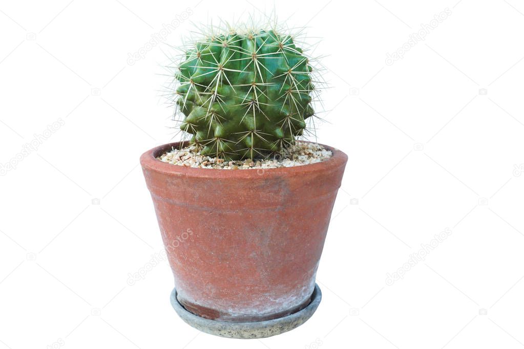 Small plant in pot, succulents or cactus isolated on white backg