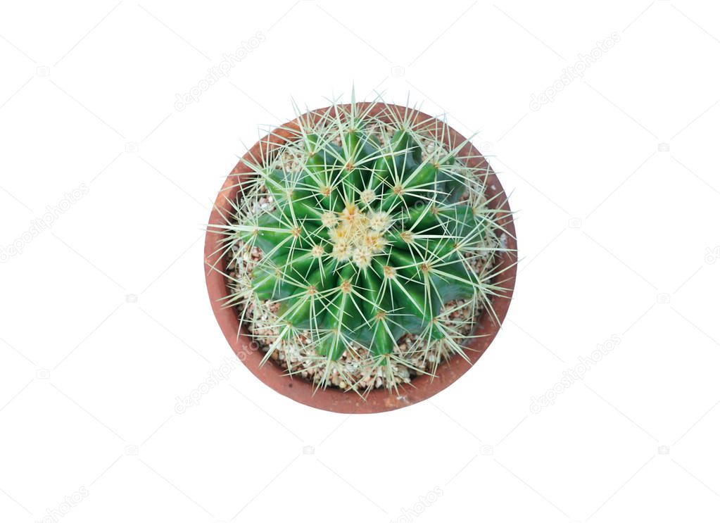 Top view of small plant in pot, succulents or cactus isolated on