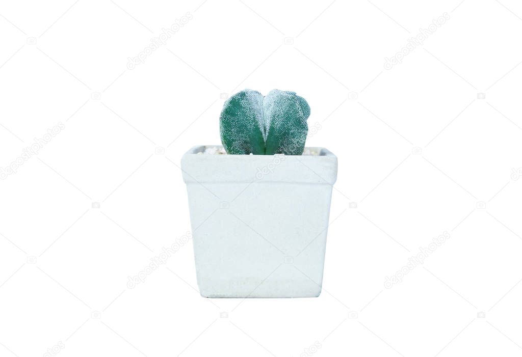 Small plant in pot, succulents or cactus isolated on white backg