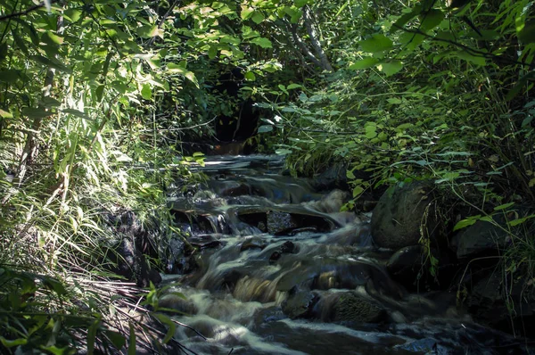 Pequeno Fluxo Água Floresta — Fotografia de Stock