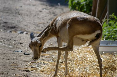 Helsinki Hayvanat Bahçesi Goitered ceylan buzağı (Gazella Subgutturosa).