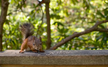Sincap (Sciurus vulgaris) onun öğle yemeği zevk.