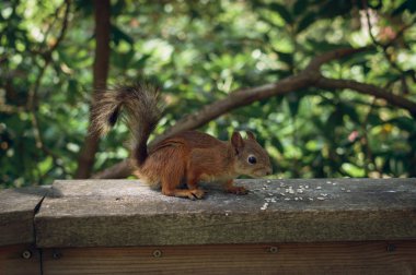 Kızıl sincap (Sciurus vulgaris) bulmak bazı tohumlar