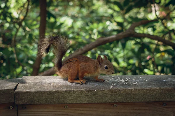 Kızıl sincap (Sciurus vulgaris) bulmak bazı tohumlar
