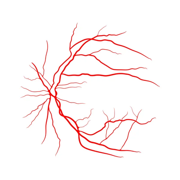 Sistema Veias Oculares Desenho Vetorial Angiografia Raios Isolado Branco — Vetor de Stock