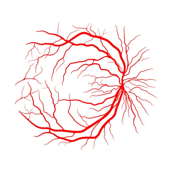 Sistema Veias Oculares Desenho Vetorial Angiografia Raios Isolado Branco — Vetor de Stock