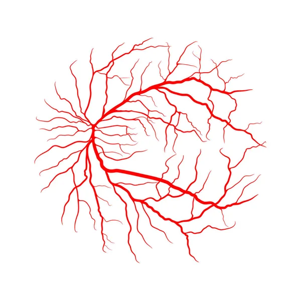 Système Veineux Oculaire Angiographie Par Rayons Conception Vectorielle Isolé Sur — Image vectorielle