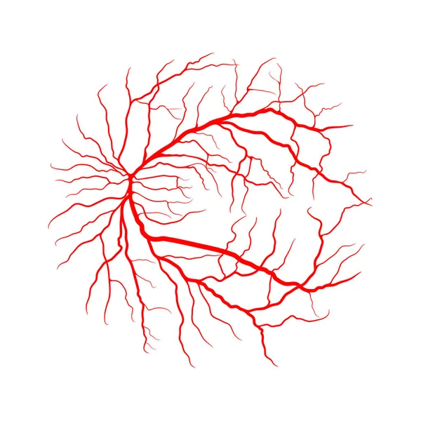 Sistema Delle Vene Oculari Angiografia Raggi Disegno Vettoriale Isolato Bianco — Vettoriale Stock