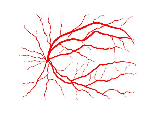 Eye Vein System Ray Angiography Vector Design Isolated White — Stock Vector