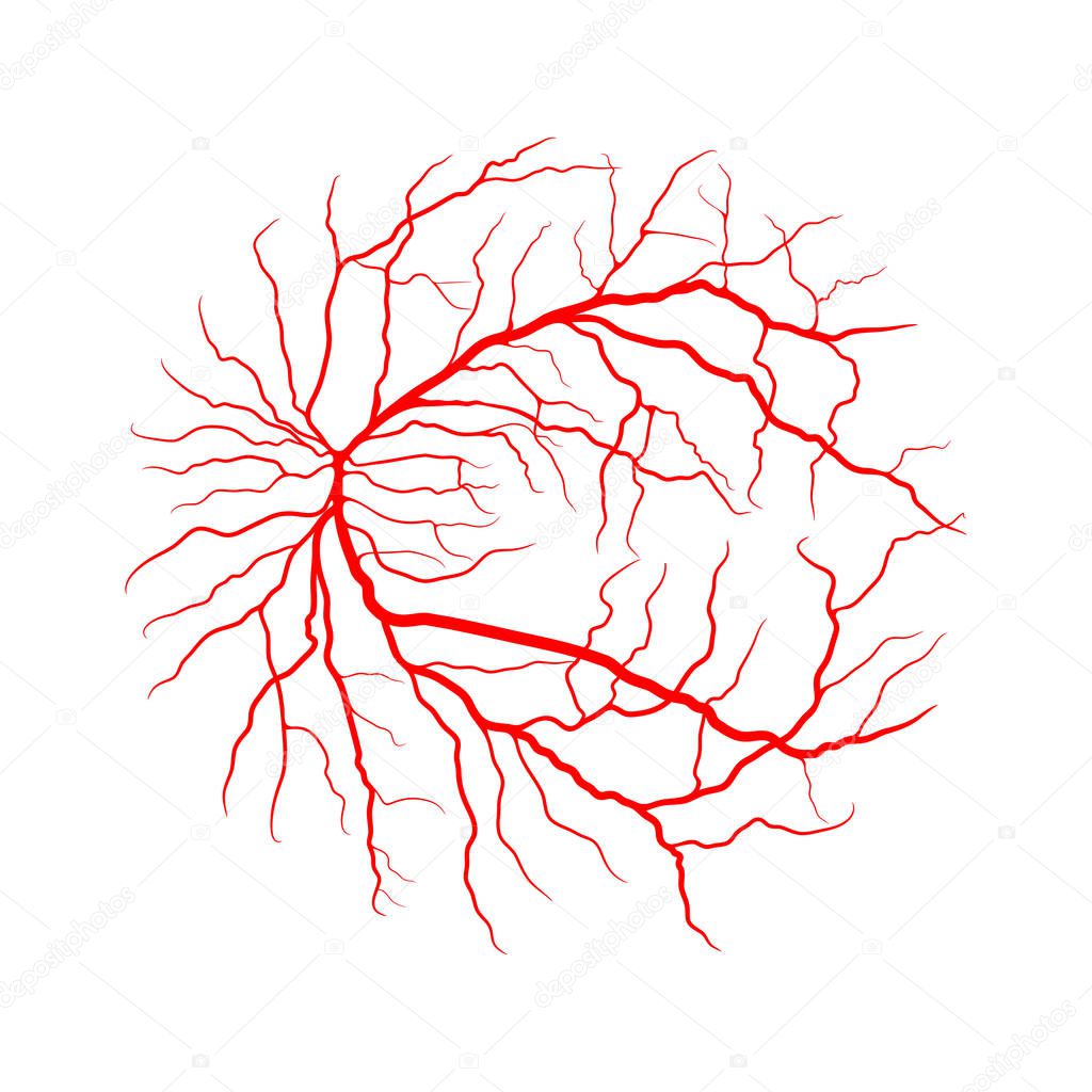 eye vein system x ray angiography vector design isolated on white