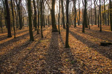Sonbahar park, güzel manzara fotoğraf orman ile güneş ışınları. Neredeyse çıplak ağaçlar ve renkli yaprakları yere.