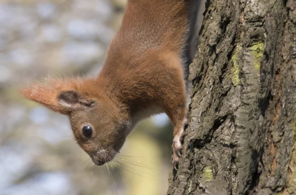 Esquilo em uma árvore desce de perto foto — Fotografia de Stock