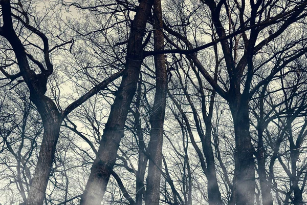 Horror Niebla Árboles Siluetas Fondo Pantalla Bosque Misterioso Halloween Con —  Fotos de Stock
