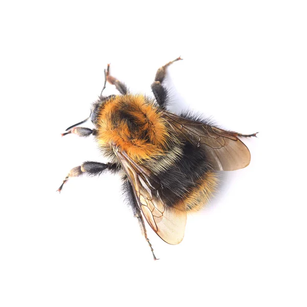 Bumblebee Isolerad Vit Bakgrund — Stockfoto