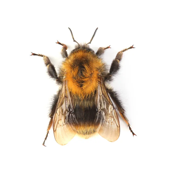 Bumblebee Isolerad Vit Bakgrund — Stockfoto