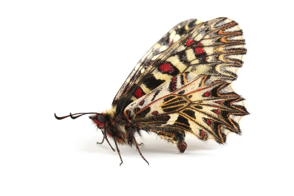 Kelebek Beyaz Arka Plan Üzerinde Izole Güney Aynayı Fisto Zerynthia — Stok fotoğraf