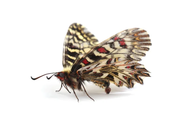 Mariposa Festón Del Sur Zerynthia Polyxena Aislado Sobre Fondo Blanco — Foto de Stock