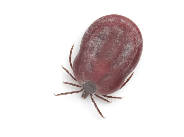 Female Tick Isolated White Background — Stock Photo, Image