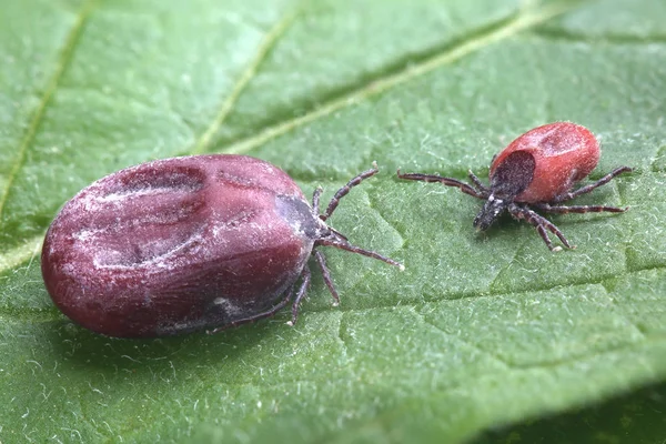 Mâle Femelle Tique Assis Sur Feuille Gros Plan — Photo