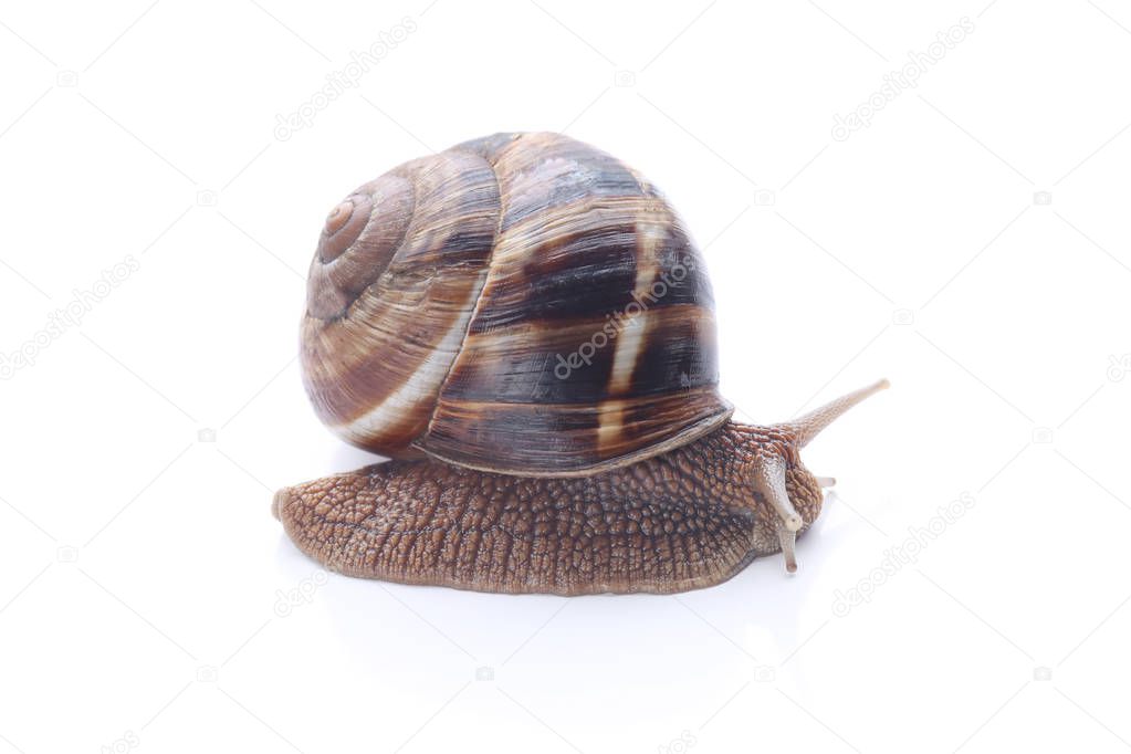 Burgundy snail isolated on white background