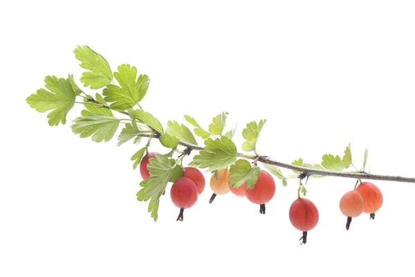 Branch Gooseberry Isolated White Background — Stock Photo, Image