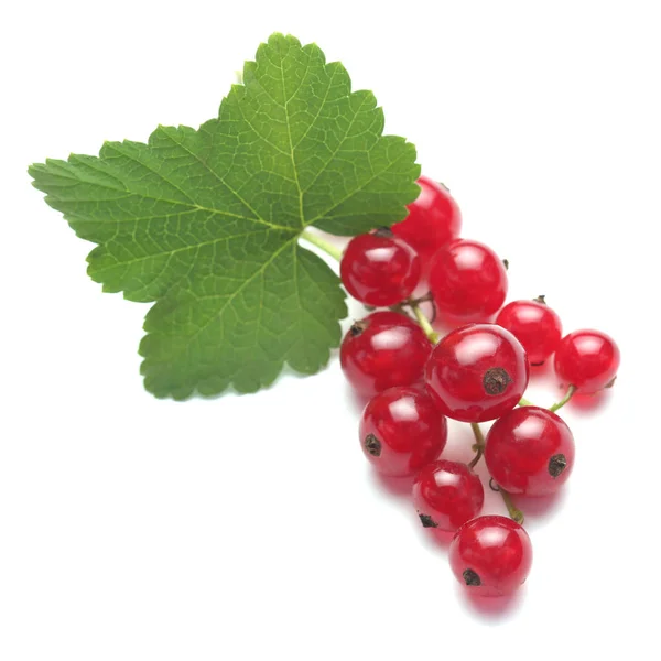 Ribes Rosso Isolato Fondo Bianco — Foto Stock