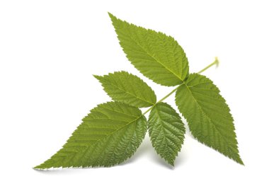 beyaz izole ahududu yaprağı