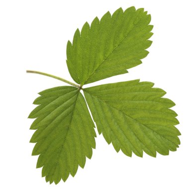 Beyaz arka plan üzerinde izole çilek yaprağı