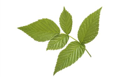 beyaz izole ahududu yaprağı