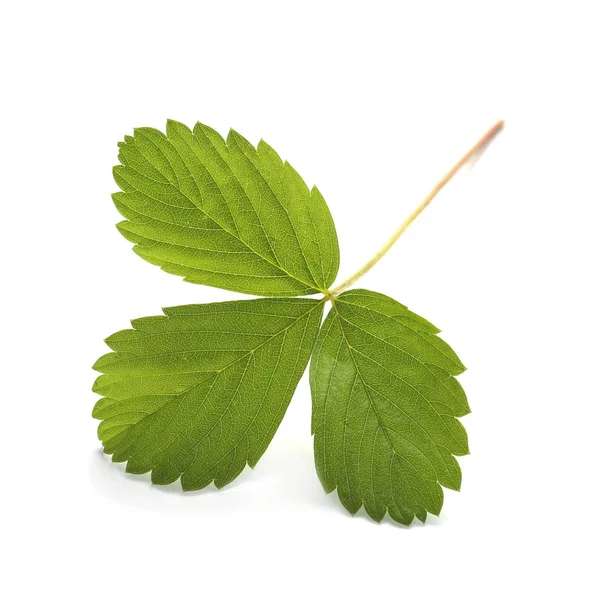 Leaf Strawberry Isolated White Background — Stock Photo, Image