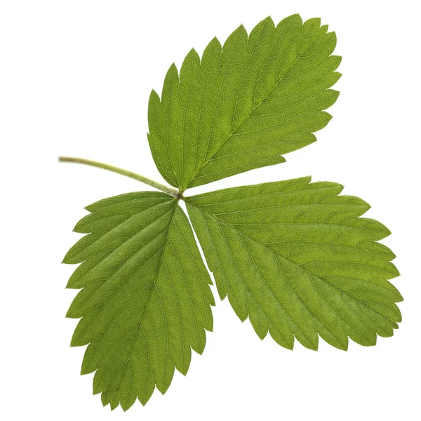 Beyaz arka plan üzerinde izole çilek yaprağı
