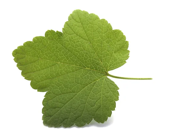 Feuille Cassis Isolée Sur Fond Blanc — Photo