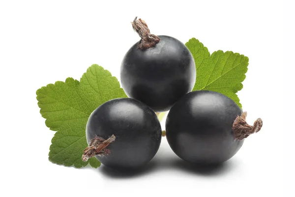 Ribes Nero Isolato Fondo Bianco — Foto Stock