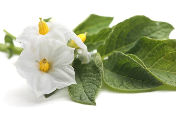 Fleurs Pomme Terre Isolées Sur Fond Blanc — Photo